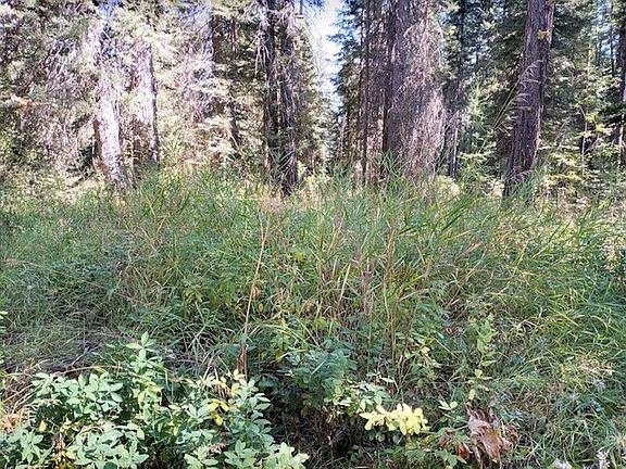 Large timber growth making it an ideal property for a vacation house near the Tamarack Resort.