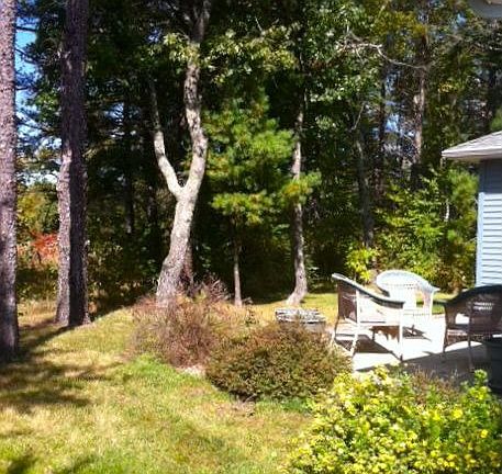 mature trees-panoramic view