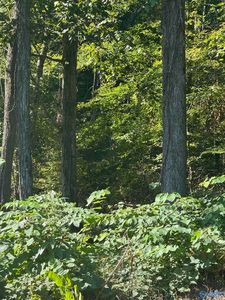 16 Seventeen County Rd #445, Hillsboro, AL, 35643