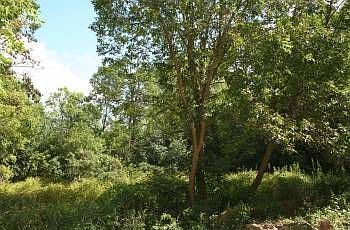 2nd image of 460 Long Lake Rd E