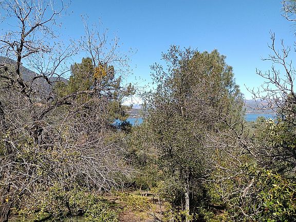 Walnut trees at left & right
