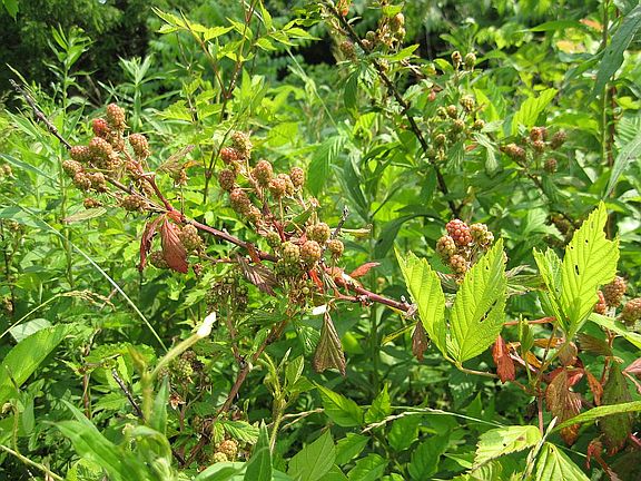 berries will be ready soon