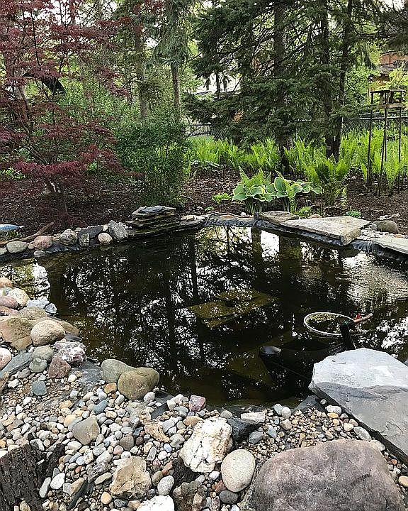 Pond loved by fish & birds! 