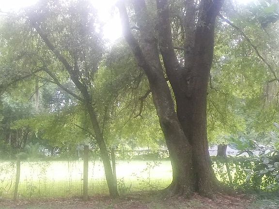 Backyard view