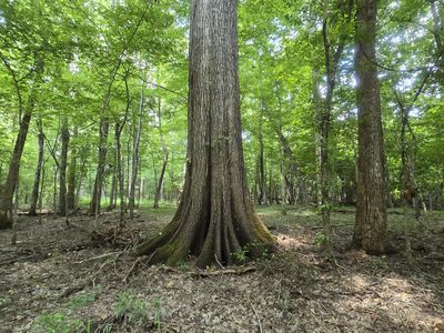 No Ms #407, Kilmichael, MS, 39747