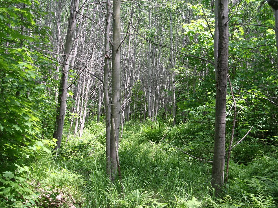 1st image of Tbd Skyline Grouse Hl