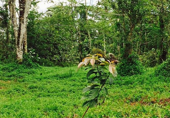 3rd image of 15-618 Puni Mauka Loop N