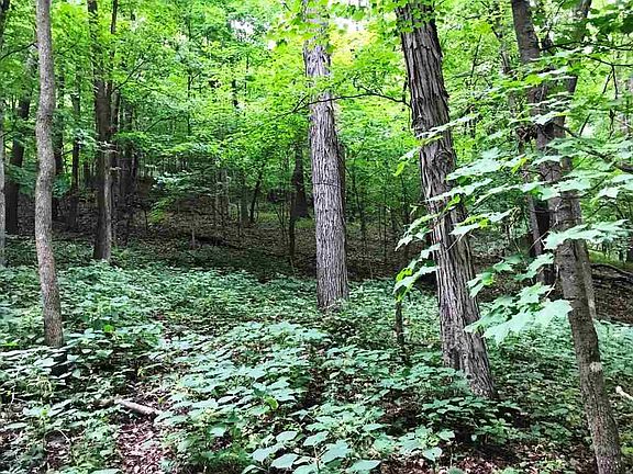 2nd image of 81.72 Ac County Rd E