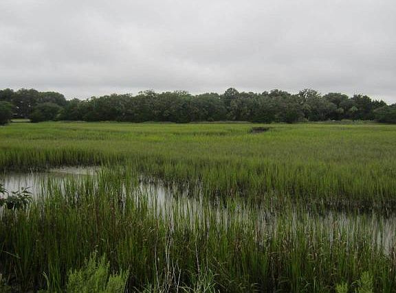 Marsh view