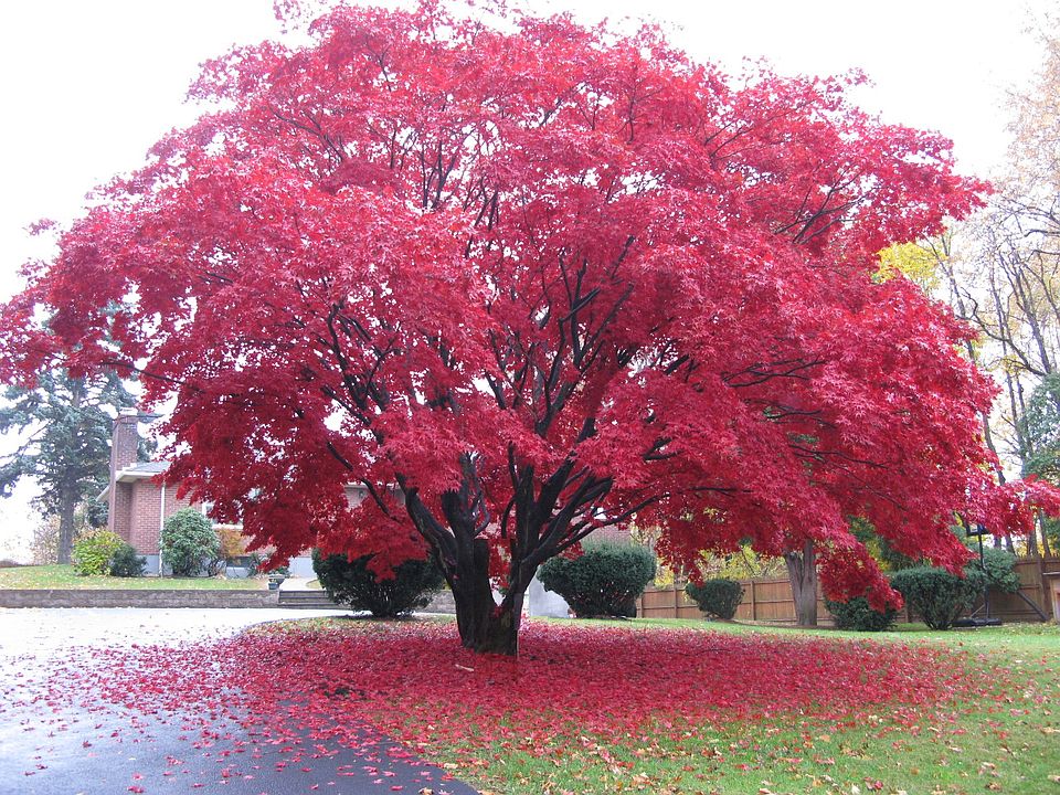Japanese Maple in Fall