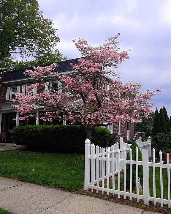 Dogwood in bloom