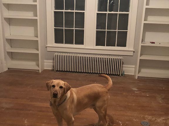 Yellow Dog Homes Ace 