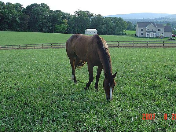 Horse on front pasture