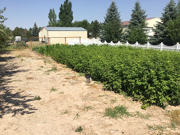 Raspberry Patch/Garden
