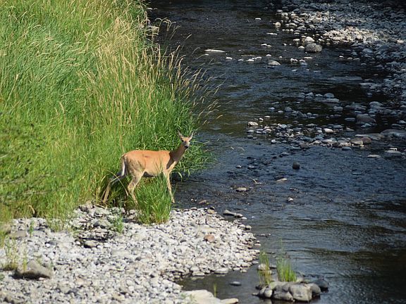 Deer in River