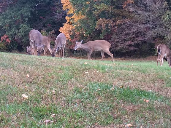 Abundant Wildlife 