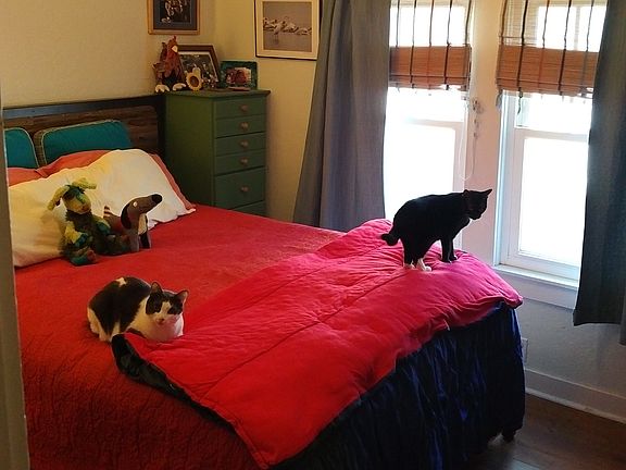 Kitties not included