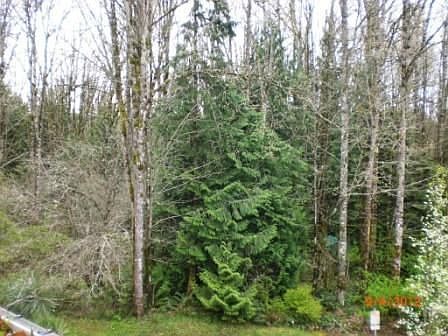 Green space behind