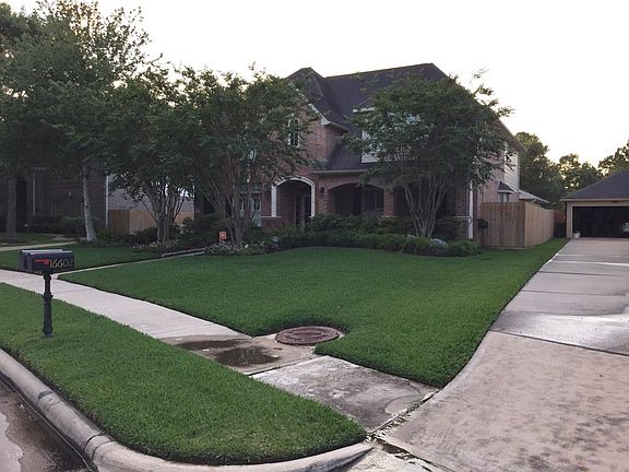 Four large Crepe Myrtles