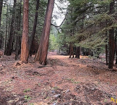 good spot for a cabin?