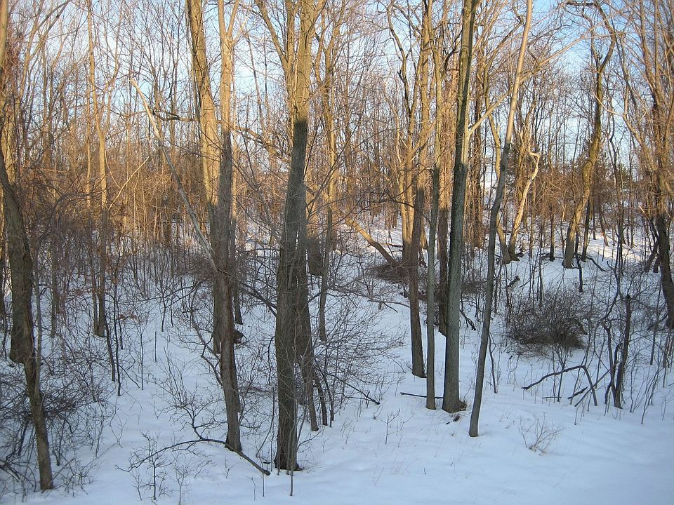 Extraordinary wooded lot!