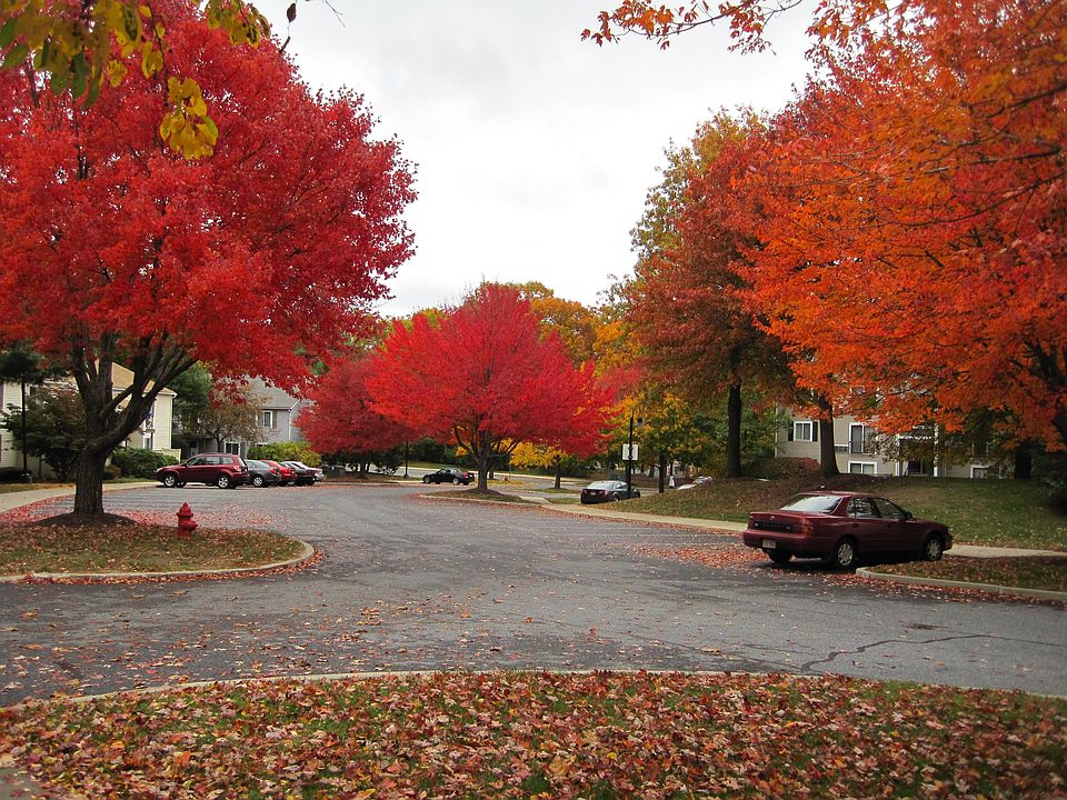 View of the apt complex - during Fall.