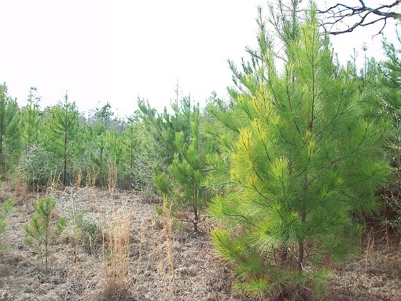 3rd image of Richland Creek Road