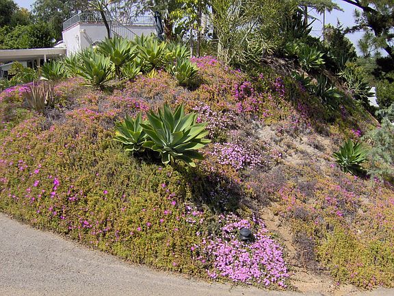 Privacy & landscaping