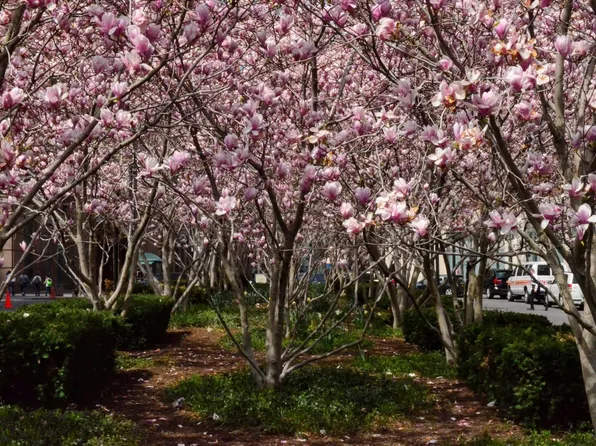 388 Bridge Street image 29 of 33