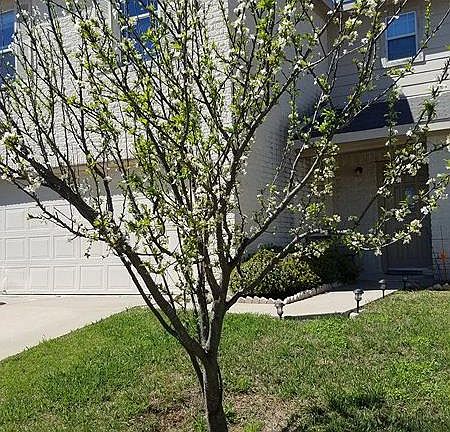 2nd image of 1616 Coriander Dr