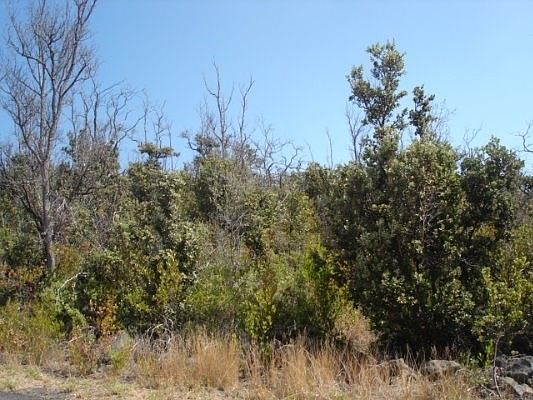 2nd image of Pineapple Pkwy Lot 9