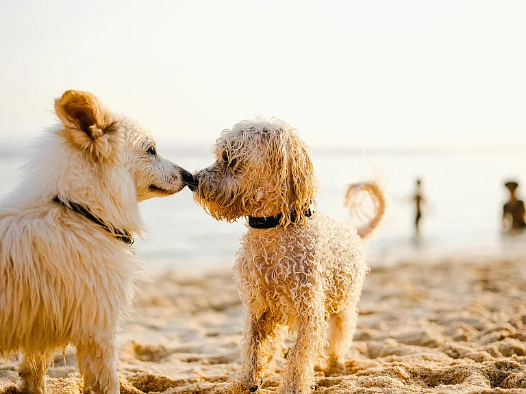 Pet-Friendly Apartments in Huntington Beach | The Breakwater