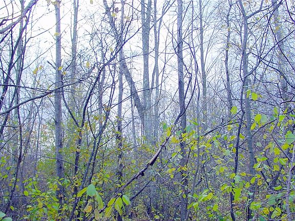 5th image of 40 acres, Daley Road
