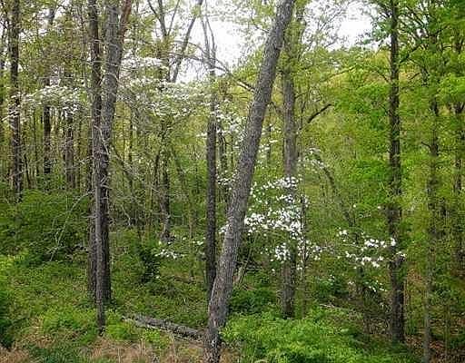 2nd image of 4173 N Dogwood Canyon Loop