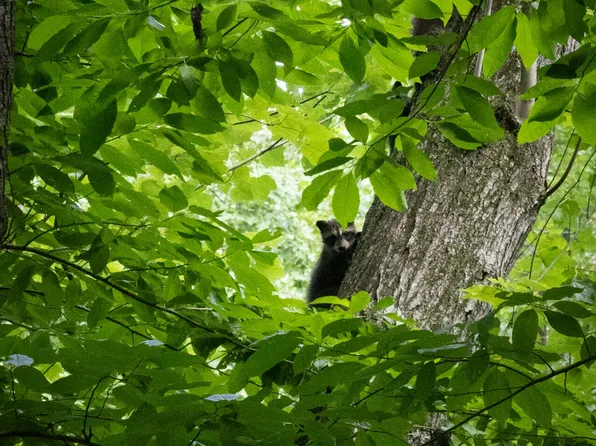 0 Standifer Gap Rd, Ooltewah, TN 37363