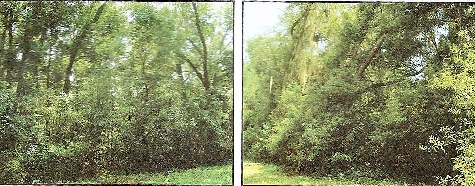 Beautiful TREES Everywhere !