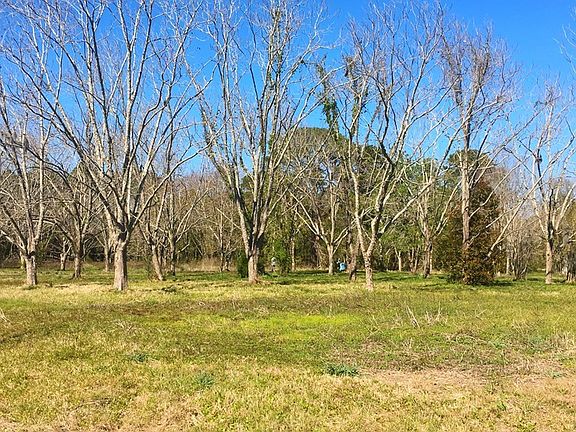 Pecan orchard