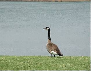 Lots of natural wildlife to enjoy!