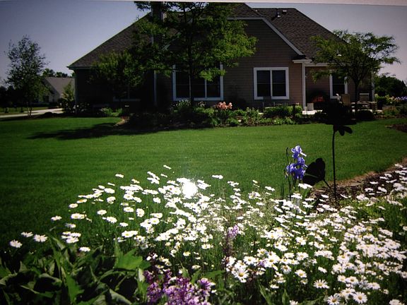 SUNNY BACKYARD