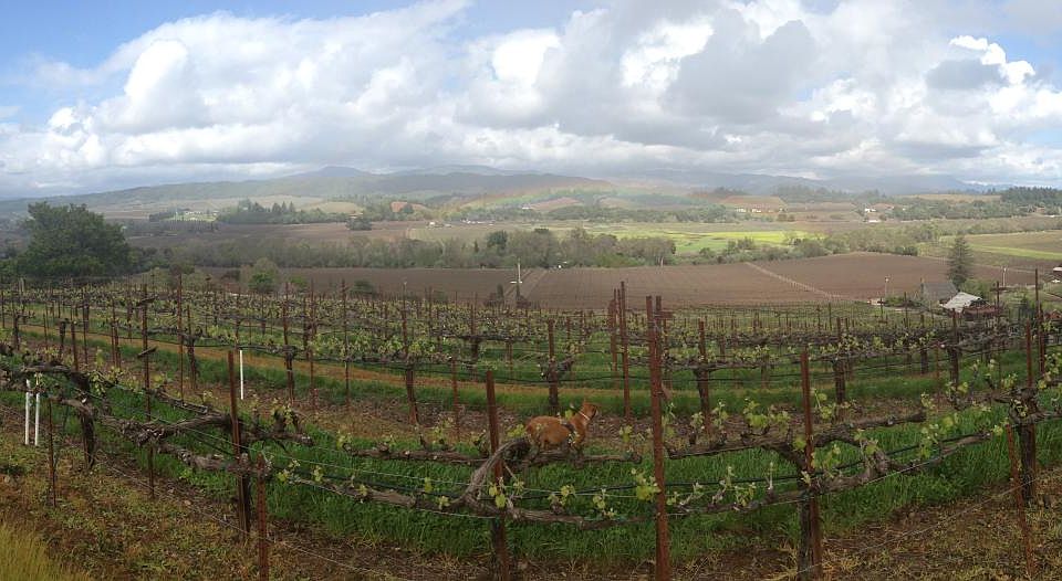 VIEW across to Mt. St. Helena & Geyser Peak