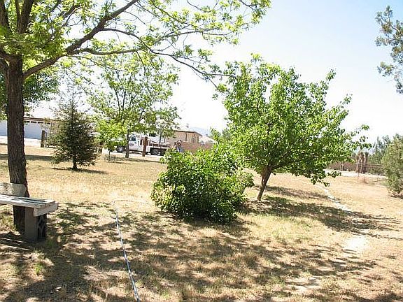 Fruit Trees out back