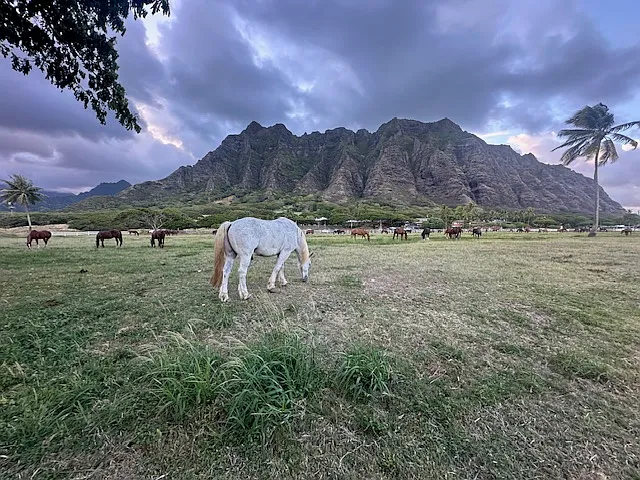Kualoa Ranch: within 3 minutes.
World renown ranch with horse & ATV riding, ziplining etc.