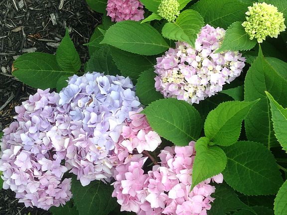 Hydrangea
