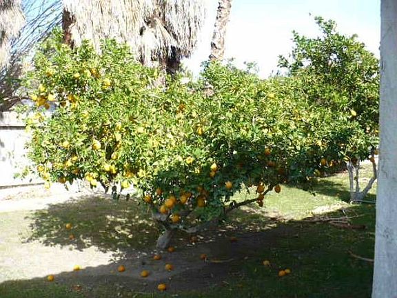 Established citrust trees