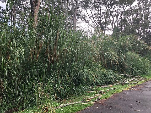5th image of Niuhi St Lot 1444