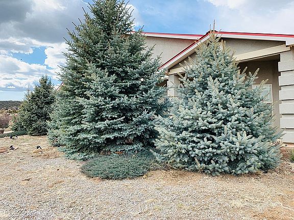 Blue spruce views