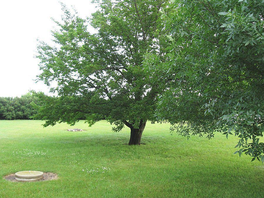 Park-Like Back Yard
