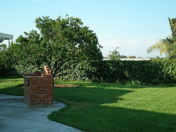 Built  In BBQ and fruit trees