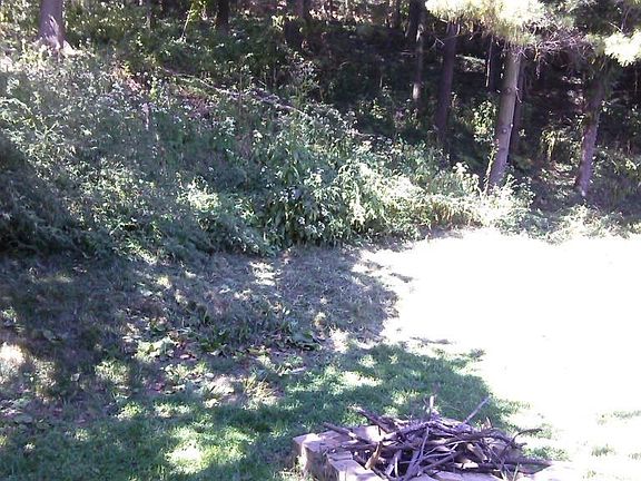 Backyard 2