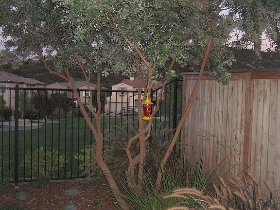 Tree Outside Kitchen